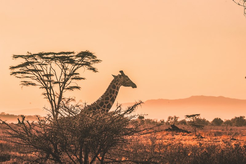 Safari sunset