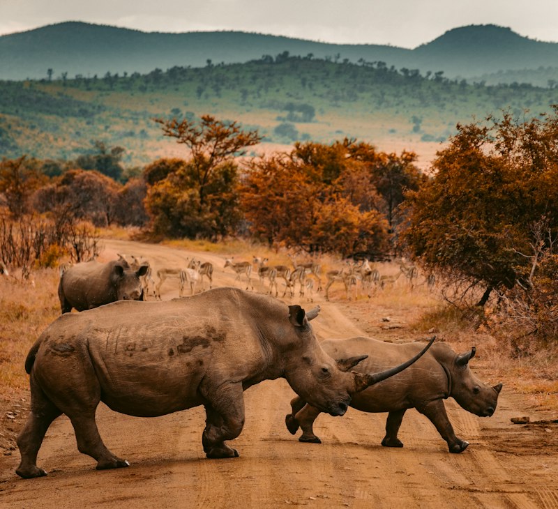Rhino